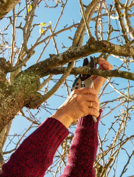 Primer Plano Los Árboles Poda Jardinero Con Tijeras Podar — Foto de Stock