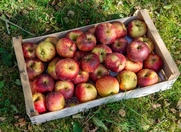 a crate of fresh apples on the grass in garden