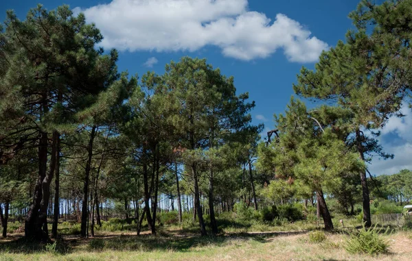 Vista Del Bosque Pinos Con Cielo Azul — Foto de Stock
