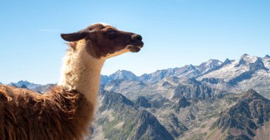 a close-up of Llama (Lama Glama), on mountains , Pyrenees, France. 