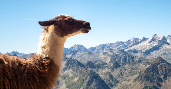 a close-up of Llama (Lama Glama), on mountains , Pyrenees, France. 