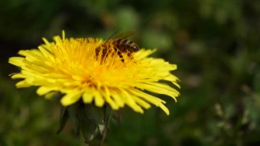 Bal arısı karahindiba çiçeğini bozar 