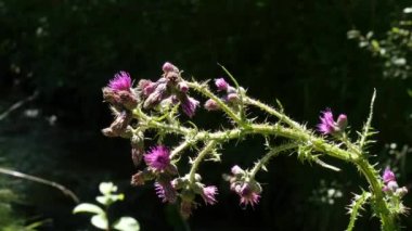 Biarritz şehri ve ünlü kumsalları