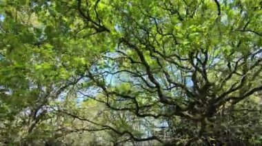 Ormandaki ağaçların altına bak..