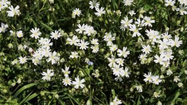 Kırsal çayırdaki çiçeklere yakın.