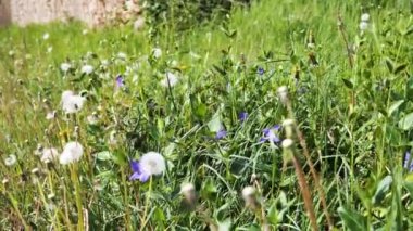 Kırsal çayırdaki çiçeklere yakın.