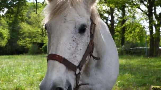 Portret Van Een Prachtig Wit Paard — Stockvideo