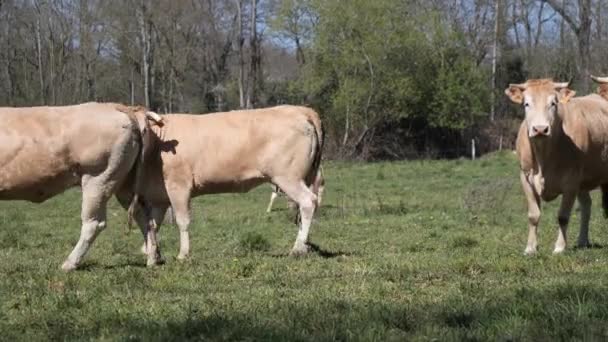 Weiße Kühe Auf Der Weide — Stockvideo