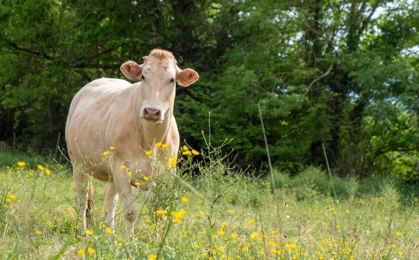 Uma Vaca Branca Prado — Fotografia de Stock