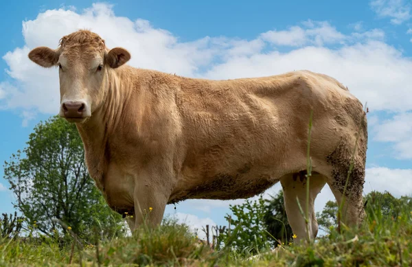 Une Vache Blanche Dans Prairie — Photo