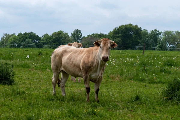 White Cow Meadow — Stock Photo, Image