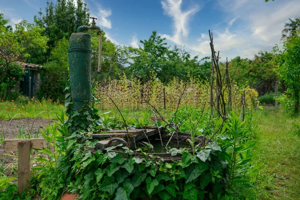 Grönsaksträdgård Med Vattenpunkt — Stockfoto