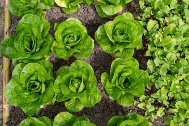 Bahçedeki organik salatalar.