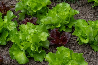 Bahçede organik marul salatası