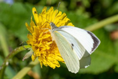 Bir karahindiba üzerindeki beyaz kelebeğin yakın çekimi.