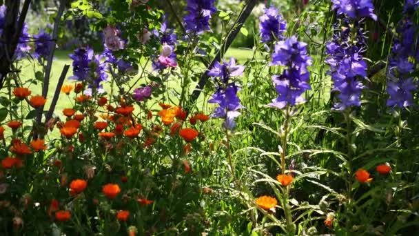 Hermosas Flores Jardín Verano — Vídeos de Stock