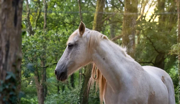 森林里的一匹白马 — 图库照片