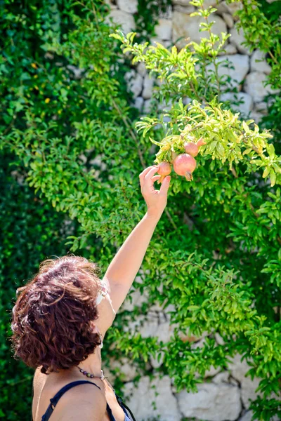 Granatapfel auf dem Baum — Stockfoto