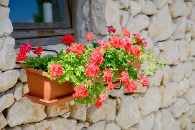 bir duvarda kırmızı çiçekler