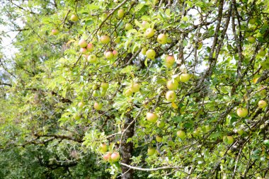 elma ağaçlarının