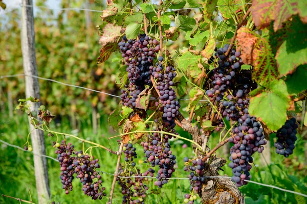 Racimos de uvas negras en las vides — Foto de Stock