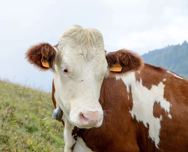 Cow in the mountain pastures — Stock Photo, Image