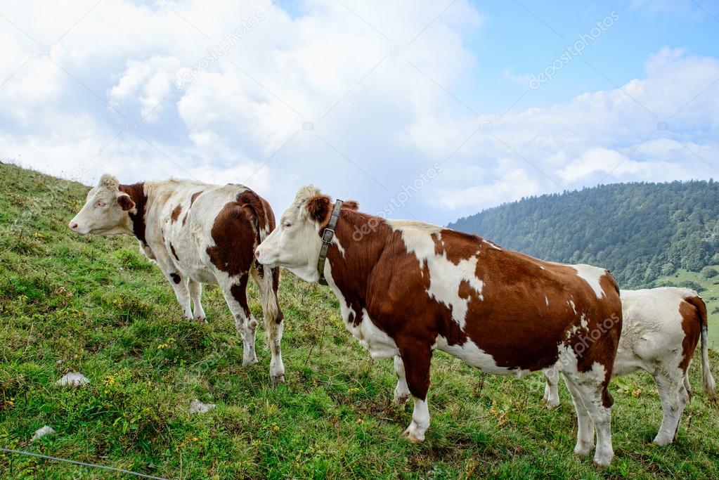 cows in the mountain pastures