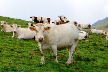 inekleri Dağ Meraları