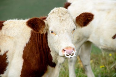 inekleri Dağ Meraları