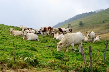 inekleri Dağ Meraları