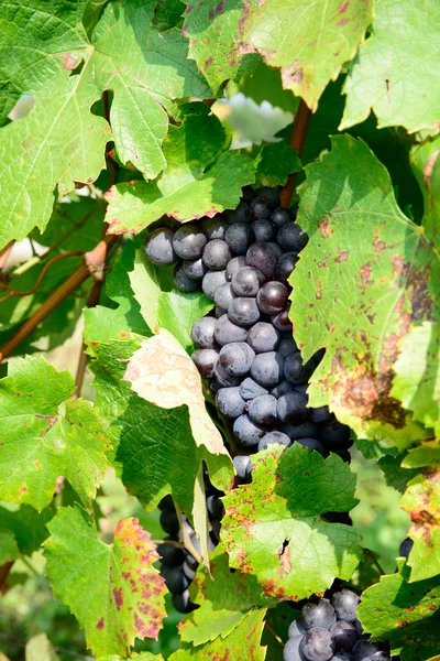 Racimos de uvas negras en las vides — Foto de Stock