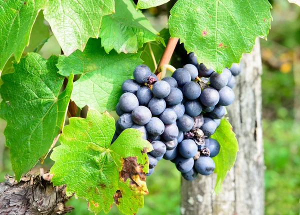 Racimos de uvas negras en las vides — Foto de Stock