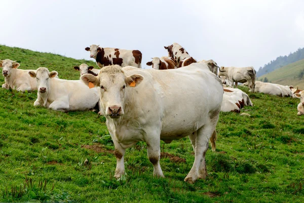 Cows in the mountain pastures — Stock Photo, Image