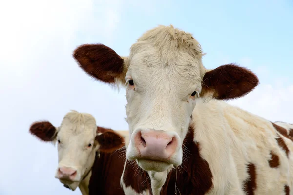 Kor i fäbodar — Stockfoto