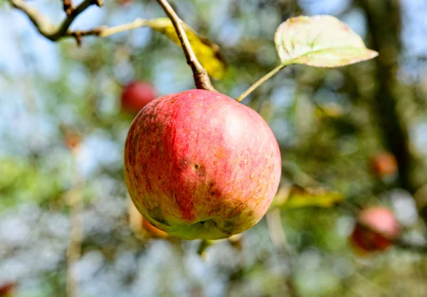 Μήλα σε κλαδί — Φωτογραφία Αρχείου