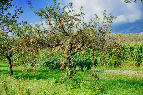 Alberi di mele — Foto Stock