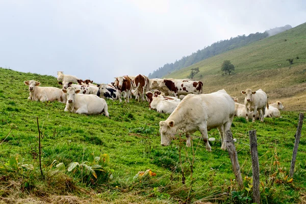 Cows in the mountain pastures — Stock Photo, Image