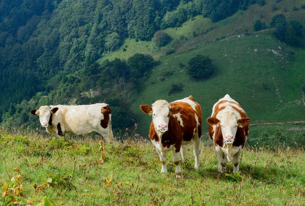 Cows in the mountain pastures — Stock Photo, Image