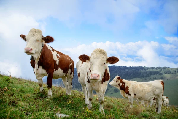 Cows in the mountain pastures — Stock Photo, Image