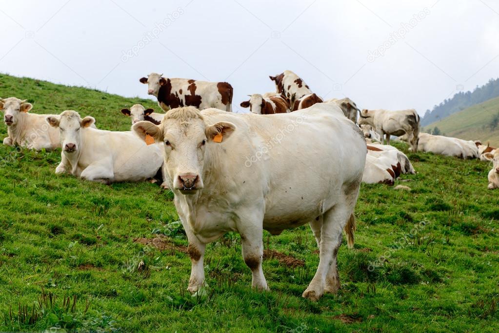 cows in the mountain pastures