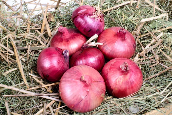 Mehr Zwiebeln auf Stroh — Stockfoto