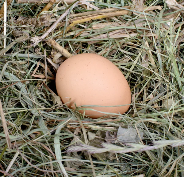 Αυγό στο άχυρο — Φωτογραφία Αρχείου