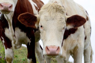 dağ inek çayırında