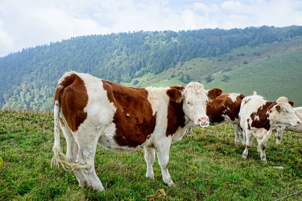 Cow in the mountain pastures — Stock Photo, Image