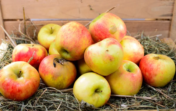 Яблоки, чтобы сделать сидр — стоковое фото