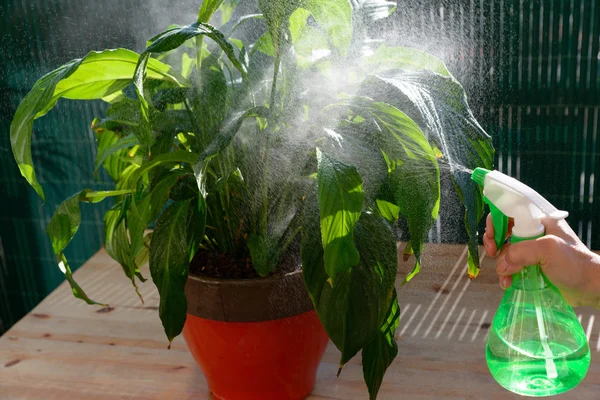 Жінка поливає кімнатні рослини розпилювачем — стокове фото