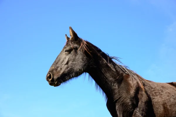青い空に黒い馬 — ストック写真