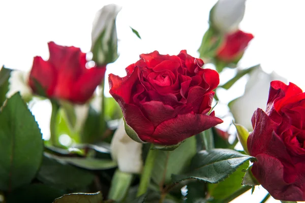 Perto de uma rosa vermelha — Fotografia de Stock