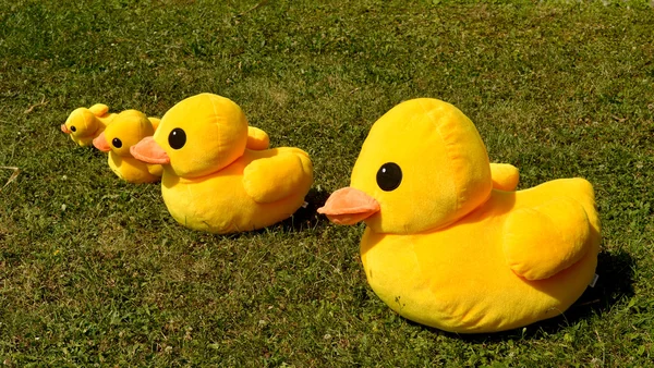 Several small plush duck — Stock Photo, Image