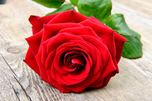 Rose flower for Valentine 's Day — стоковое фото